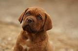 DOGUE DE BORDEAUX 343